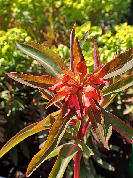 File:Euphorbia griffithii 'Fireglow' kz02.jpg