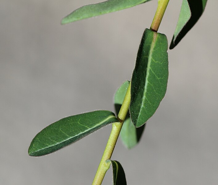 File:Euphorbia verrucosa stem (04).jpg