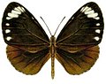 Euploea tulliolus tulliolus.jpg