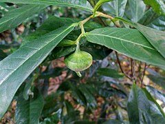 Flower bud with operculum still attached