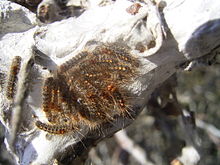 Chenilles d'Euproctis chrysorrhoea sur argousier, dunes aux Pays-Bas