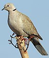 Eurasian collared-dove (Streptopelia decaocto) (cropped).jpg