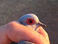 Eye ring of Diamond Dove.jpg