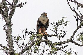 Falco femoralis