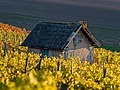 * Nomination Work shed in vineyard Falkenberg in Donnersdorf --Ermell 22:32, 18 November 2015 (UTC) * Promotion Good quality. --Hubertl 00:47, 19 November 2015 (UTC)