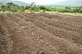 Farm outside of Kigali, Rwanda.jpg