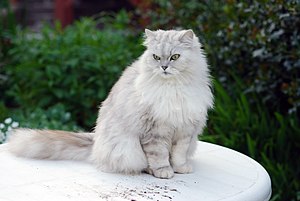 Persian Cat