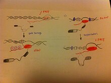 File:Blood typing by gel card method (column agglutination or MTS gel) -  type O positive.jpg - Wikipedia