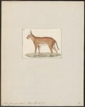 Miniatuur voor Bestand:Felis caracal - 1700-1880 - Print - Iconographia Zoologica - Special Collections University of Amsterdam - UBA01 IZ22100354.tif