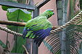 Blaubartamazone (Amazona festiva)