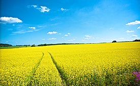 A field of rapeseeds in Karkola, Finland (2010) Field in Karkola.jpg