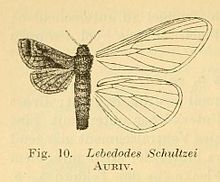 Рис.10-Paralebedella schultzei (Aurivilius, 1905) .JPG