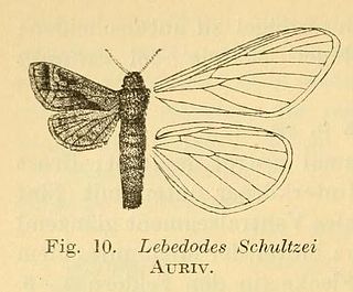 <i>Paralebedella schultzei</i> Species of moth