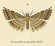 شکل 14-Alucita eucactyla.JPG