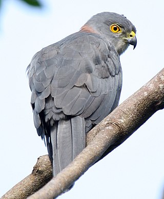 <span class="mw-page-title-main">Fiji goshawk</span> Species of bird