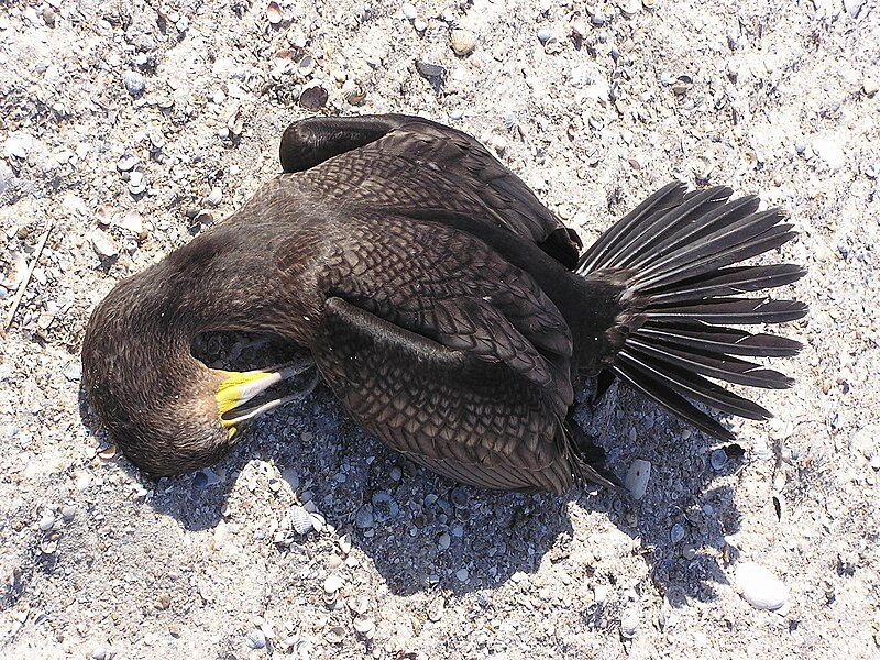 File:File-Dead Cormorant (Phalacrocorax carbo) in Belosarayskaya kosa reserve 2007.jpg