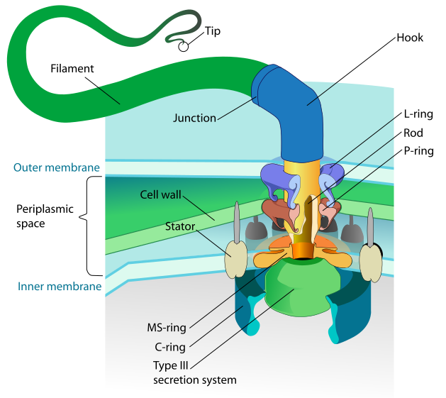 File:Counterclockwise rotation.png - Wikipedia