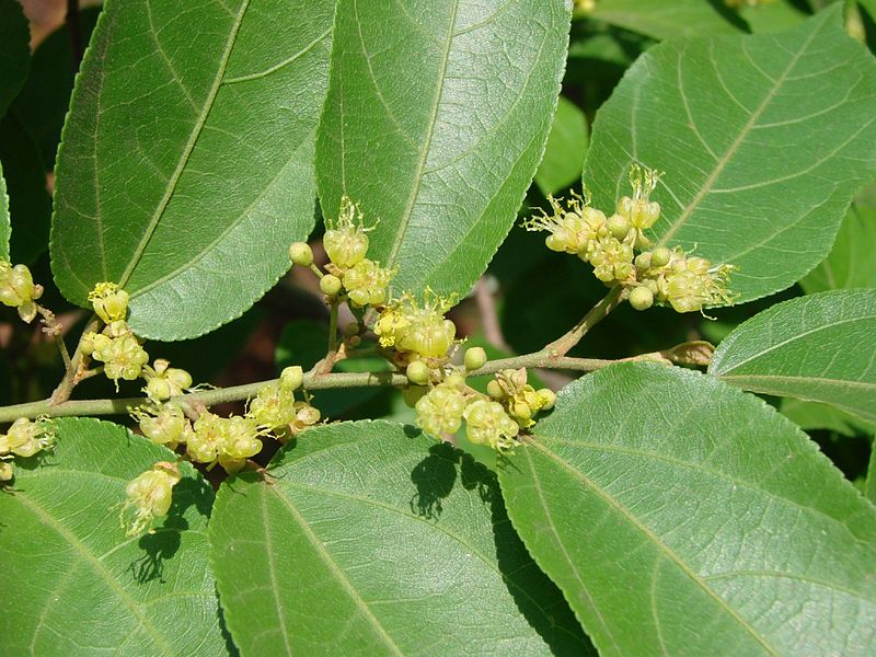 File:Flickr - João de Deus Medeiros - Guazuma ulmifolia.jpg