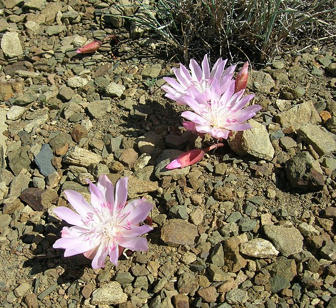 File:Flickr - brewbooks - Lewisia rediviva on Tronsen Ridge.jpg