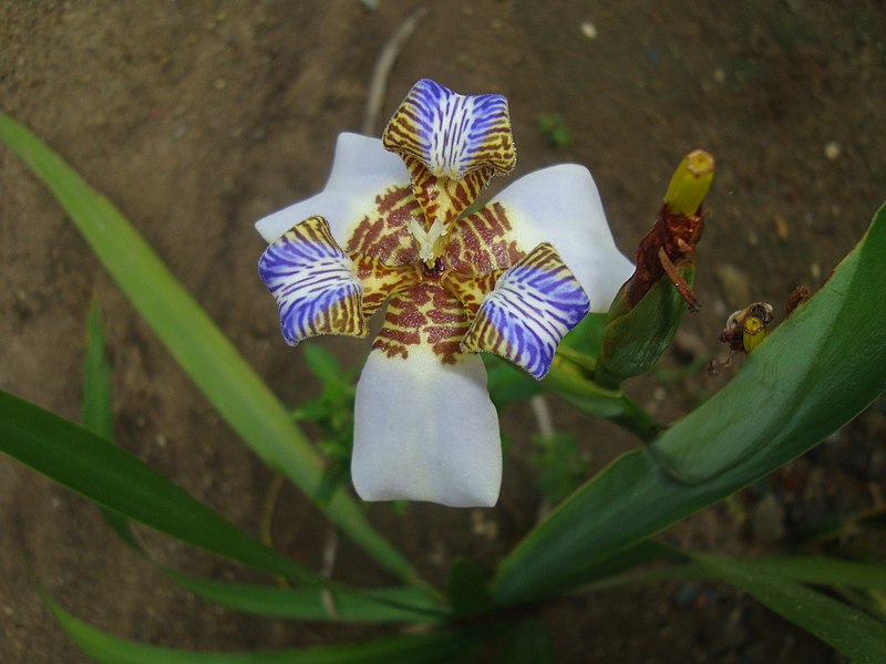 File:Flor das Férias - panoramio.jpg