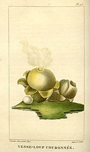 Thumbnail for File:Flore médicale des Antilles, ou, Traité des plantes usuelles (Pl. 95) (8203060564).jpg