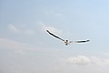 * Nomination Brown pelican (Pelecanus occidentalis) rear view Bradenton Beach on Anna Maria Island in Florida. --Moroder 22:42, 15 April 2017 (UTC) * Promotion Good quality. -- Johann Jaritz 02:26, 16 April 2017 (UTC)