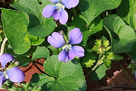 Common blue violet