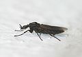 * Nomination: A small black fly of the Bibioniidae familiy (Dilophus febrilis) -- Alvesgaspar 11:58, 28 February 2009 (UTC) * * Review needed