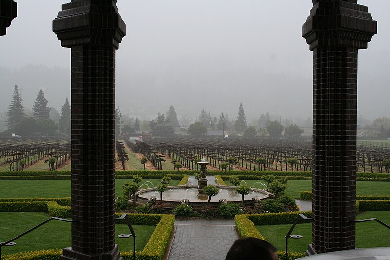 File:Fog & Sonoma vines.jpg