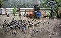 Folkdance and Folk Rituals at Tal Birahi Temple at Pokhra Nepal 43