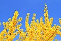 Forsythia with cloudless sky
