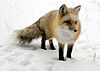 Fox in Snow.jpg