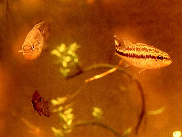 File:Freshwater sunfish in aquaria.jpg - Wikimedia Commons