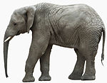Elefanter (ersätter fil:Etosha elefant.jpg, vilken dock finns kvar i annan relaterad artikel)