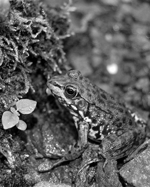 File:Frog Northeast Pennsylvania BW 1600px.jpg