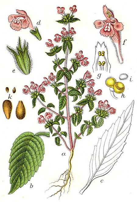 Galeopsis ladanum