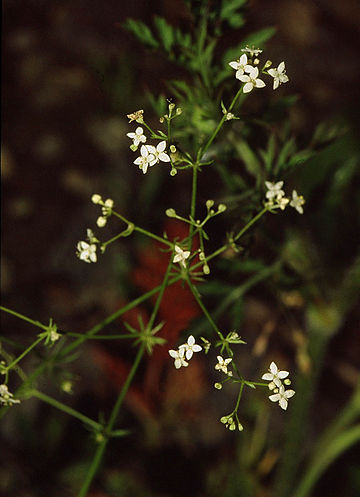 Galium pumilum