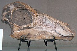 Gallimimus bullatus skull.JPG