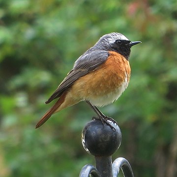 Common redstart