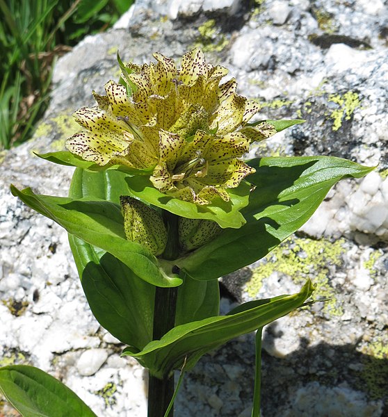 File:Gentiana punctata 4 RF.jpg