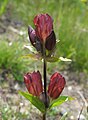 * Nomeamento Purple gentian (Gentiana purpurea) --Robert Flogaus-Faust 15:30, 18 May 2024 (UTC) * Promoción  Support Good quality. --XRay 15:46, 18 May 2024 (UTC)