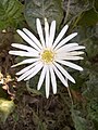 Gerbera aurantiaca