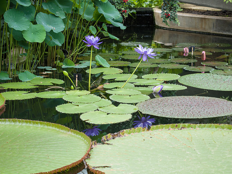 File:Giant lillies (14914451376).jpg