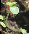 Girardinia diversifolia seedling, by Omar Hoftun.jpg