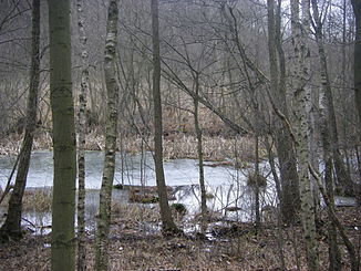 The Glasowbach in the area "former Blankenfelder See" (frozen over, February 2012)