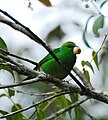 Chlorophonia callophrys (cat.)