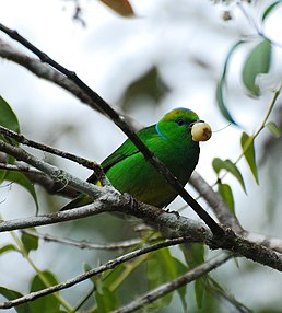 Chlorophonia callophrys