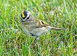 Thumbnail for File:Golden-crowned kinglet in GWC (25220).jpg