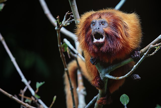 Once nearing extinction, Brazil's golden monkeys have rebounded