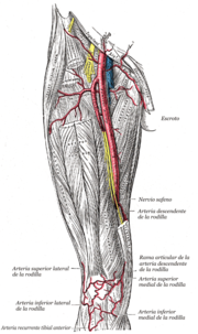 Miniatura para Arteria inferior medial de la rodilla
